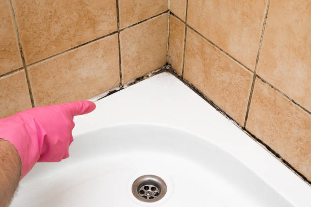 Professional Mold Removal in Lawrenceville, NJ